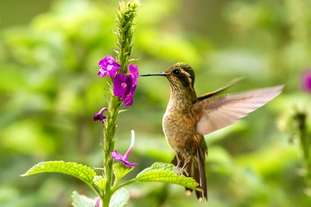 Speckled Hummingbird, Adelomyia melanogenys hovering next to violet flower, bird from tropical forest, Manu national park, Peru, hummingbird perching on flower, enough space in green background, tinyの写真素材