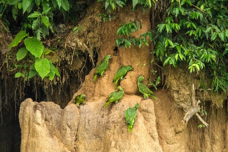 Green parrots on clay lick eating minerals, Green amazons in tropical forest, Brazil, Wildlife scene...