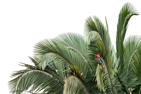 Red-and-green macaws (Ara chloropterus) grooming its feathers on tree in Manu National Park, Peru, beautiful birds in amazon rain forest, beautiful parrots, wildlife scene from natureの写真素材