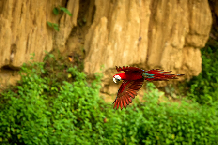 Red parrot in flight. Macaw flying, green vegetation in background. Red and green Macaw in tropical forest, Peru, Wildlife scene from tropical nature. Beautiful bird in the forest.の写真素材