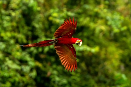 Red parrot in flight. Macaw flying, green vegetation in background. Red and green Macaw in tropical forest, Peru, Wildlife scene from tropical nature. Beautiful bird in the forest.の写真素材