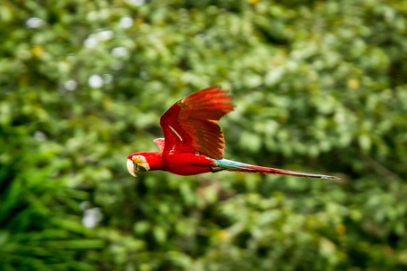 Red parrot in flight. Macaw flying, green vegetation in background. Red and green Macaw in tropical forest, Peru, Wildlife scene from tropical nature. Beautiful bird in the forest.の写真素材