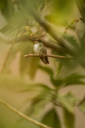 Green-and-white Hummingbird - Amazilia viridicauda, sitting on branch, bird from Peru, beautiful hummingbird sucking nectar from blossom, wildlife scenery from natureの写真素材