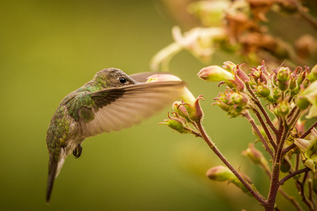 Green-and-white Hummingbird - Amazilia viridicauda, hovering next to flower, bird from Peru, beautiful hummingbird sucking nectar from blossom, wildlife scenery from natureの写真素材