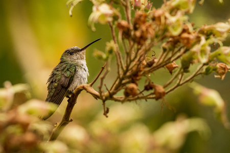 Green-and-white Hummingbird - Amazilia viridicauda, sitting on branch, bird from Peru, beautiful hummingbird sucking nectar from blossom, wildlife scenery from natureの写真素材