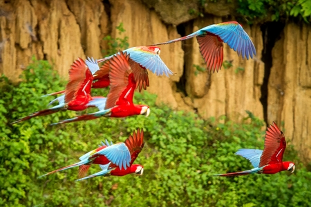 Flock of red parrot in flight. Macaw flying, green vegetation in background. Red and green Macaw in...