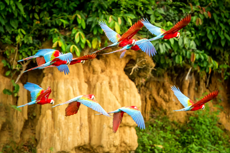 Flock of red parrot in flight. Macaw flying, green vegetation in background. Red and green Macaw in tropical forest, Peru, Wildlife scene from tropical nature. Beautiful bird in the forest.の写真素材