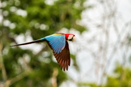 Red parrot in flight. Macaw flying, green vegetation in background. Red and green Macaw in tropical forest, Peru, Wildlife scene from tropical nature. Beautiful bird in the forest.の写真素材
