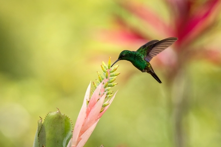 Copper-rumped Hummingbird hovering next to pink flower, bird in flight, caribean tropical forest, Trinidad and Tobago, natural habitat, hummingbird sucking nectar, colouful backgroundの写真素材