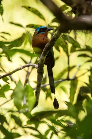 Trinidad Motmot, Momotus bahamensis, sitting on branch in tropical forest habitat. Green vegetation in background. TExotic adventure in caribbean nature, endemic bird from Trinidad and Tobagoの写真素材