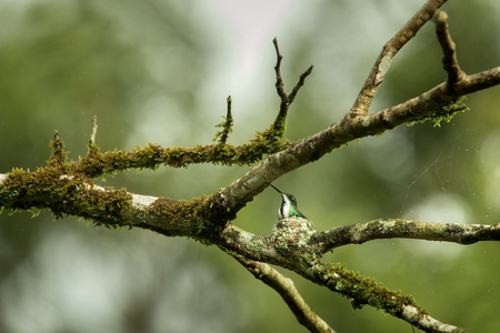 black-throated mango sitting on nest on branch, caribean tropical forest, Trinidad and Tobago, natural habitat, nesting hummingbird, green leaves in background, cute birdの写真素材