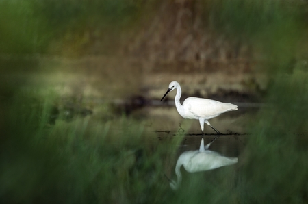 Snowy Egret, Egretta thula, in the nature coast habitat in the morning sunrise, Trinidad and Tobago. dark background, reflection on water, elegant bird hunting in calm water, mirror, Caribbean natureの写真素材