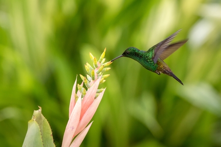 Copper-rumped Hummingbird hovering next to pink flower, bird in flight, caribean tropical forest, Trinidad and Tobago, natural habitat, hummingbird sucking nectar, colouful backgroundの写真素材
