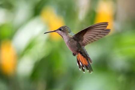 Black-throated mango (Anthracothorax nigricollis) hovering in the air, caribean tropical forest, Trinidad and Tobago, bird on colorful clear background,beautiful hummingbird in flightの写真素材