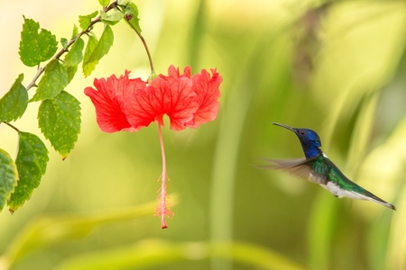 White-necked jacobin hovering next to red ibiscus flower, bird in flight, caribean tropical forest, Trinidad and Tobago, natural habitat, hummingbird sucking nectar, colouful backgroundの写真素材