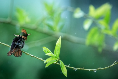 Tufted Coquette (Lophornis ornatus) sitting on branch, bird from caribean tropical forest, Trinidad and Tobago, beautiful colorful hummingbird sitting in the rain and enjoying shower,scene from natureの写真素材