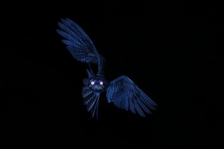 Common Potoo,Nyctibius griseus, nocturnal bird with yellow eyes in flight during night, hunting for insects. Outstretched wings, wildlife scene, exotic adventure in Caribicの写真素材