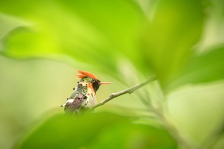 Tufted Coquette (Lophornis ornatus) sitting on branch, bird from caribean tropical forest, Trinidad...
