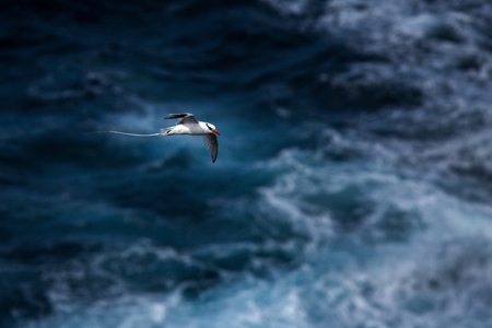 Red-billed Tropicbird (Phaethon aethereus) flying over the Pacific ocean near Galapagos Islands, beautiful white bird with sea and cliffs in background, elegant bird with long tailの写真素材