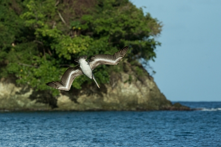Fishing Brown Pelican, Pelecanus occidentalis flying with outstretched wings towards sea, Tobago island. Wildlife scene from Caribean nature, exotic adventure, marine bir with big beakの写真素材