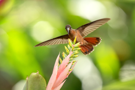 Rufous-breasted Hermit hovering next to pink and yellow flower, bird in flight, caribean tropical forest, Trinidad and Tobago, natural habitat, beautiful hummingbird sucking nectar,colouful backgroundの写真素材