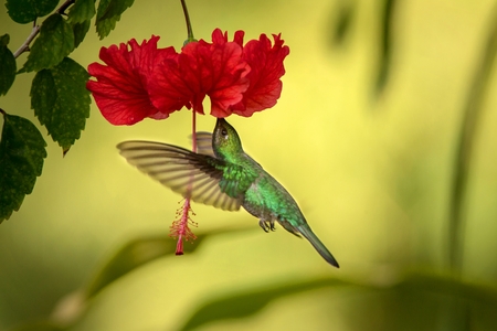 White-tailed sabrewing hovering next to red ibiscus flower, bird in flight, caribean tropical forest, Trinidad and Tobago, natural habitat, hummingbird sucking nectar, colouful backgroundの写真素材