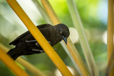 Carib Grackle sitting on palm tree in garden,  Trinidad and Tobago, black bird perching on branch, colorful and beautiful background, exotic adventure, Caribbean natureの写真素材