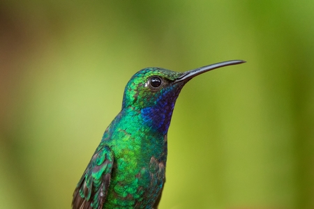 White-tailed sabrewing sitting, portrait of bird, caribean tropical forest, Trinidad and Tobago, natural habitat, green background, close-upの写真素材