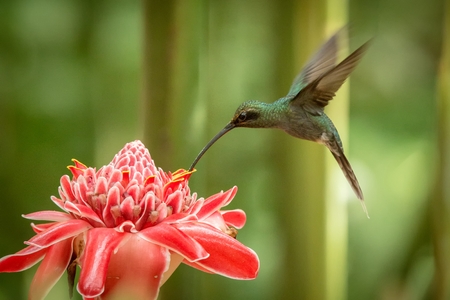 Green hermit (Phaethornis guy) hovering next to big red flower, bird in flight, caribean tropical forest, Trinidad and Tobago, natural habitat, beautiful hummingbird sucking nectar,green backgroundの写真素材