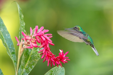White-tailed sabrewing hovering next to pink flower, bird in flight, caribean tropical forest, Trinidad and Tobago, natural habitat, beautiful hummingbird sucking nectar,colouful backgroundの写真素材