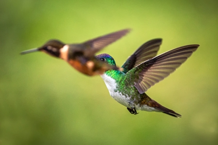 Two hummingbirds hovering in the air,tropical forest, Colombia, bird sucking nectar from blossom in garden,beautiful hummingbird with outstretched wings,wildlife scene,clear 
 backgroundの写真素材