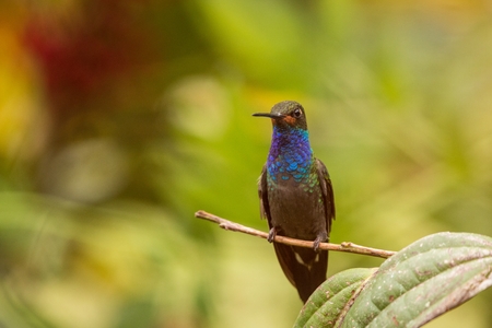 White-tailed hillstar sitting on branch,hummingbird from tropical forest,Colombia,bird perching,tiny beautiful bird resting on flower in garden,clear background,nature scene,wildlife, exotic adventureの写真素材