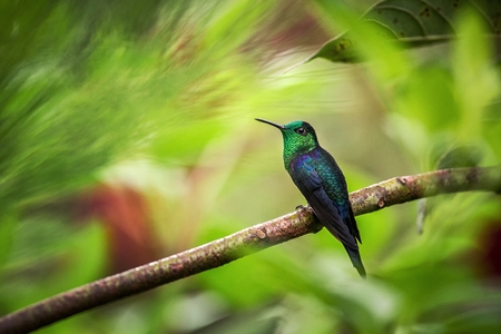 green-crowned woodnymph sitting on branch, hummingbird from tropical forest,Colombia,bird perching,tiny beautiful bird resting on flower in garden,clear background,nature,wildlife, exotic adventureの写真素材