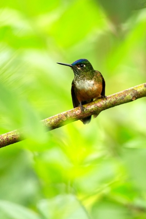 Small hummingbird sitting on branch, tropical forest,Brazil,bird perching,tiny beautiful bird resting on flower in garden,clear background,nature scene,wildlife, exotic adventure trip in Amazon forestの写真素材