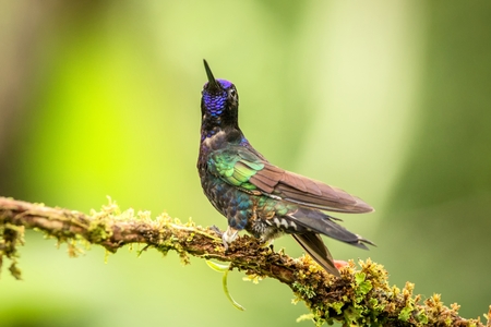 Purple coronet sitting on branch, hummingbird from tropical forest,Colombia,bird perching,tiny beautiful bird resting on flower in garden,clear background,nature,wildlife, exotic adventure tripの写真素材