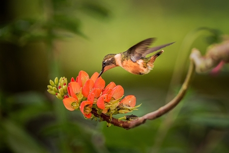 Purple-throated woodstar hovering next to orange flower,tropical forest, Colombia, bird sucking...