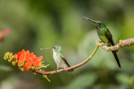 Two hummingbirds sitting on branch with orange flower, hummingbird from tropical forest,Colombia,bird perching,tiny beautiful bird resting on flower in garden,clear background,nature scene,wildlifeの写真素材
