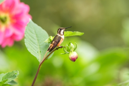 Purple-throated woodstar sitting on branch, hummingbird from tropical forest,Colombia,bird perching,tiny beautiful bird resting on flower in garden,colorful background with flower,nature scene,exoticの写真素材
