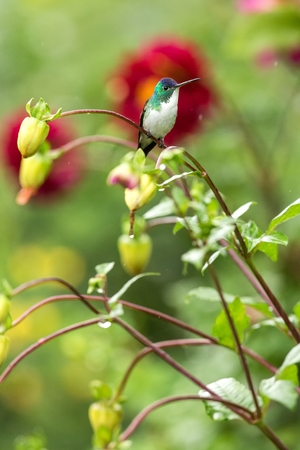 Western emerald sitting on branch, hummingbird from tropical forest,Colombia,bird perching,tiny beautiful bird resting on flower in garden,colorful background with flowers,nature scene,wildlifeの写真素材