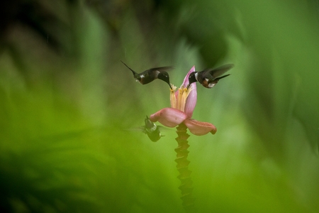 Two hummingbirds hovering next to orange flower,tropical forest, Ecuador, two birds sucking nectar from blossom in garden,beautiful hummingbird with outstretched wings,nature wildlife scene, exoticの写真素材