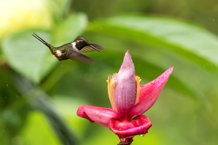 Hummingbird hovering next to pink and yellow flower, garden,tropical forest, Colombia, bird in flight with outstretched wings,flying hummingbird sucking nectar from blossom,exotic travel adventureの写真素材