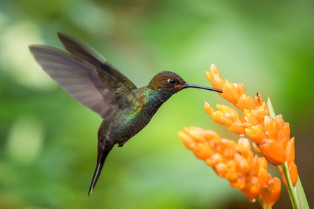 Hummingbird hovering next to orange flower,garden,tropical forest,Brazil, bird in flight with outstretched wings,flying hummingbird sucking nectar from blossom,exotic travel adventure,clear backgroundの写真素材