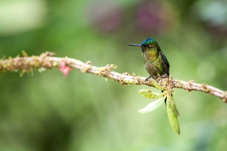 Violet-tailed sylph  sitting on branch, hummingbird from tropical forest,Brazil,bird perching,tiny...