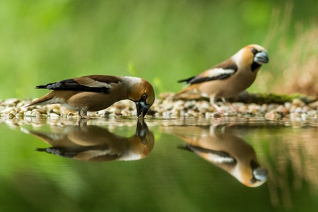 Two hawfinch sitting on lichen shore of water pond in forest with beautiful bokeh and flowers in background, Germany,bird reflected in water, songbird in nature lake habitat,mirror reflection,wildlifeの写真素材