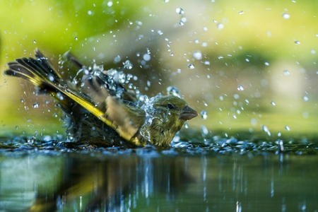 Green finch having bath in forest pond with clear bokeh background and saturated colors, Germany,...