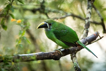 Blue-throated Toucanet, green toucan in the nature habitat, exotic animal in tropical forest,...