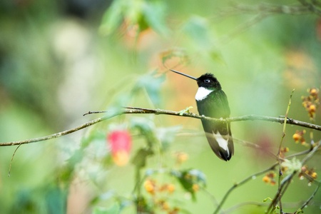 Collared inca sitting on branch, hummingbird from mountains, Colombia, Nevade del Ruiz,bird...