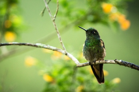 Greenish puffleg sitting on branch, hummingbird from tropical forest,Colombia,bird perching,tiny bird resting in rainforest,clear colorful background,nature,wildlife, exotic birding adventureの写真素材