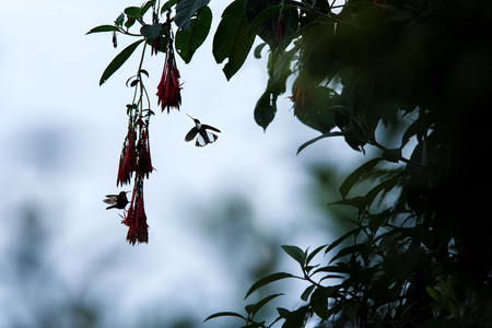 Colared inca howering next to red flower, Colombia hummingbird with outstretched wings,hummingbird sucking nectar from blossom,animal in its environment, silhouette of bird in flight,gardenの写真素材