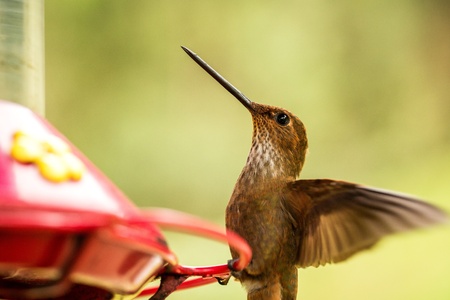 Brown inca hummingbird with outstretched wings,tropical cloud forest,Colombia,bird hovering next to red feeder with sugar water, garden,clear background,nature scene,wildlife,exotic adventureの写真素材